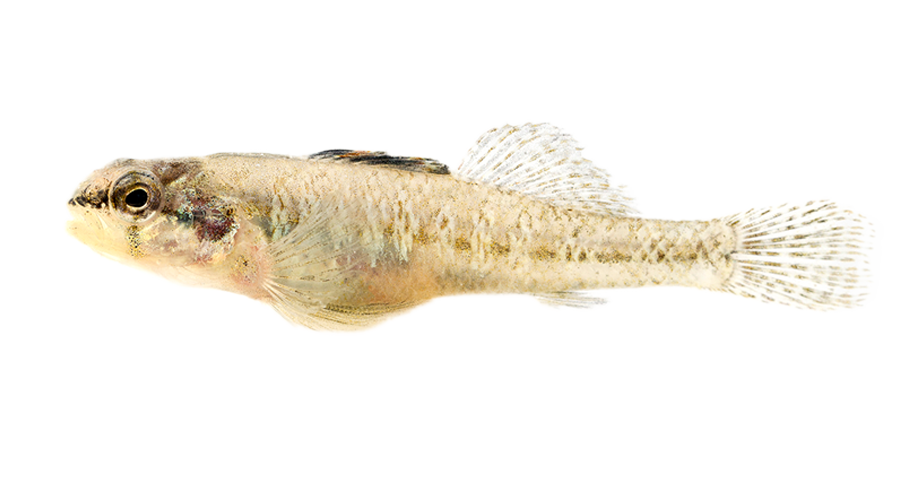 Fountain Darter