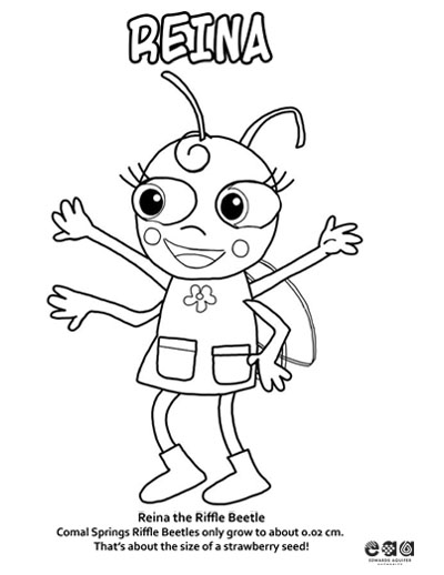 Color Reina the Riffle Beetle