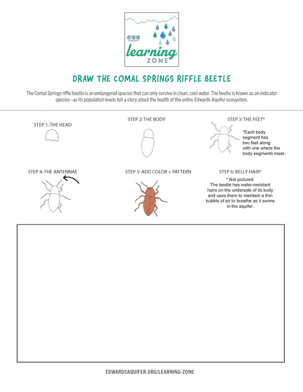 Draw The Riffle Beetle