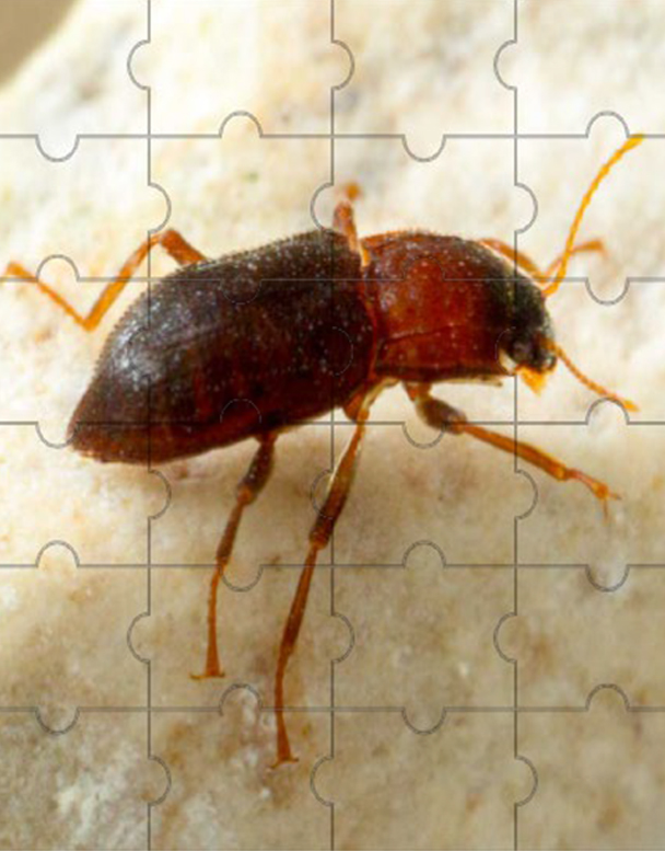 Comal Springs Riffle Beetle Puzzle