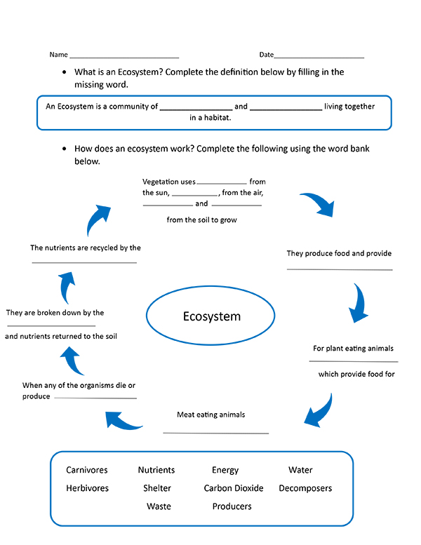 Energy Flow in Ecosystems