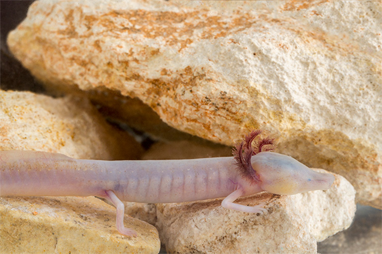 Texas Blind Salamander image Texas blind salamander on rocks