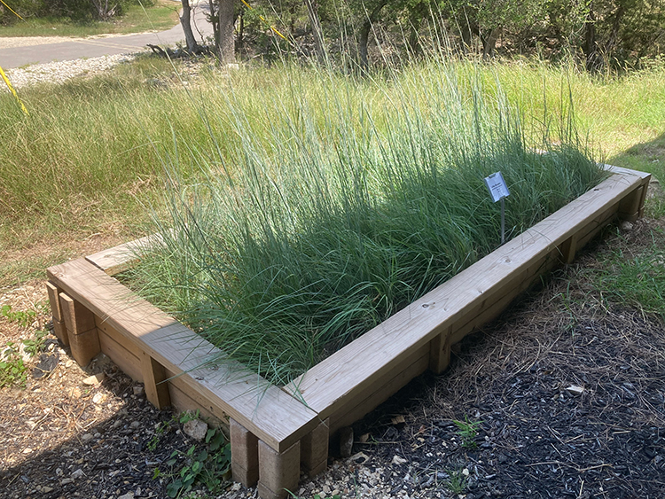 LittleBluestem_EOCdemonstrationBed Little Bluestem native grass