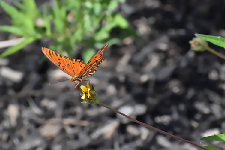 butterfly Butterfly on native plant