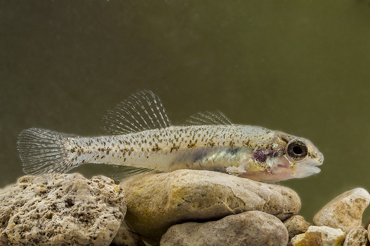 Fountain Darter