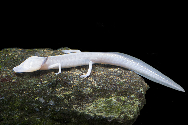 Texas Blind Salamander