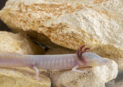 Texas Blind Salamander